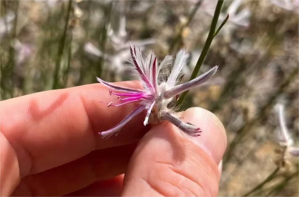 Como cientista amador reencontrou planta rara considerada extinta há 60 anos