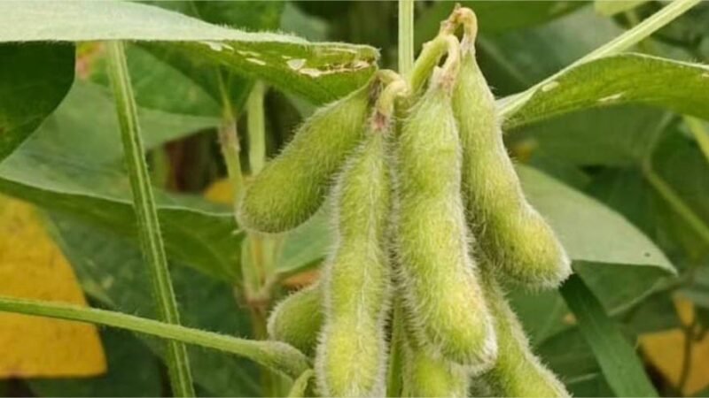 Sojicultores de MT têm até 15 de fevereiro para cadastrar área no Indea