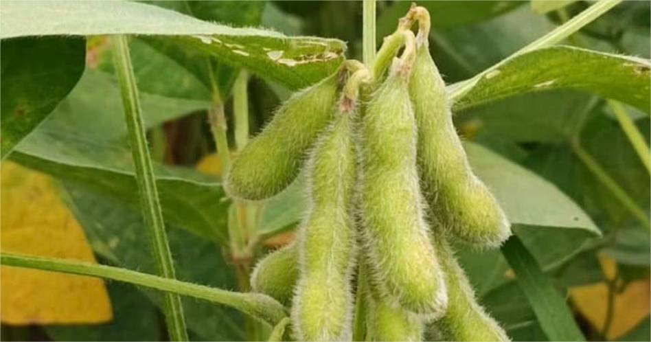 Sojicultores de MT têm até 15 de fevereiro para cadastrar área no Indea