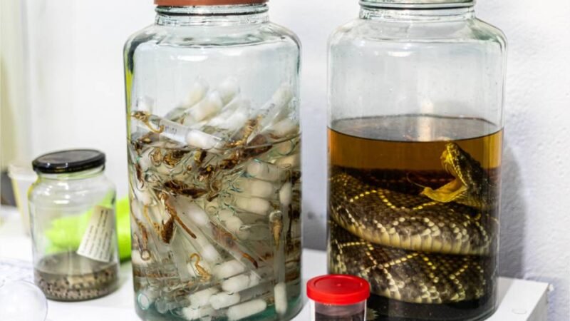 Prefeitura de Cuiabá reforça alerta e ações preventivas contra escorpiões na capital