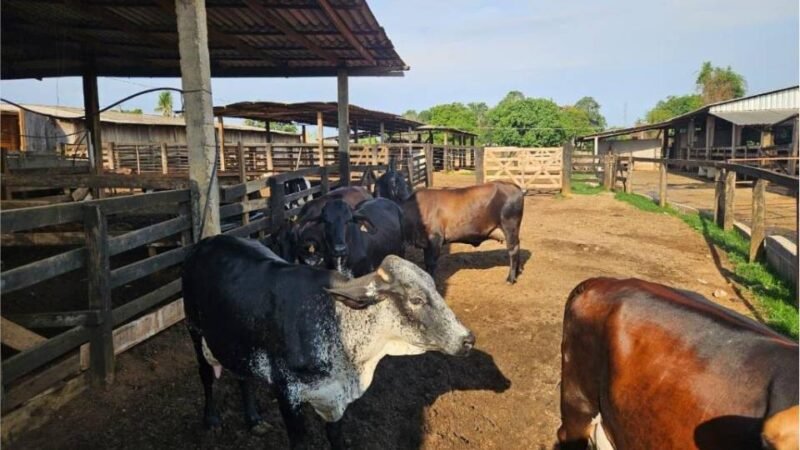 Seaf realiza reuniões sobre o Programa de Melhoramento Genético do Rebanho Leiteiro em 17 municípios