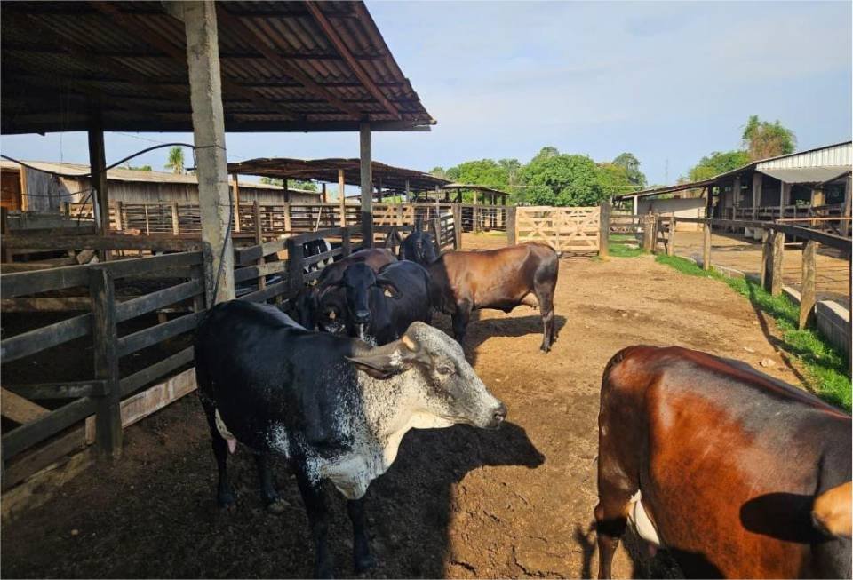 Seaf realiza reuniões sobre o Programa de Melhoramento Genético do Rebanho Leiteiro em 17 municípios