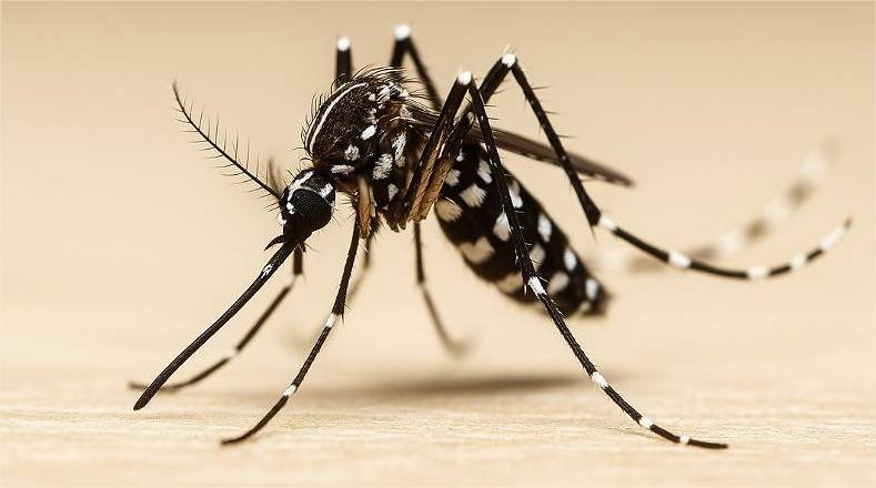 Cuiabá entra em alerta contra arboviroses no início do ano