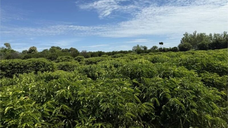Expedição rota do café leva ciência e inovação diretamente ao produtor de pequena escala