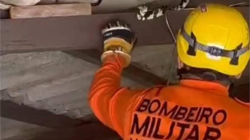Bombeiros capturam cobra de 2,5 metros em telhado de residência