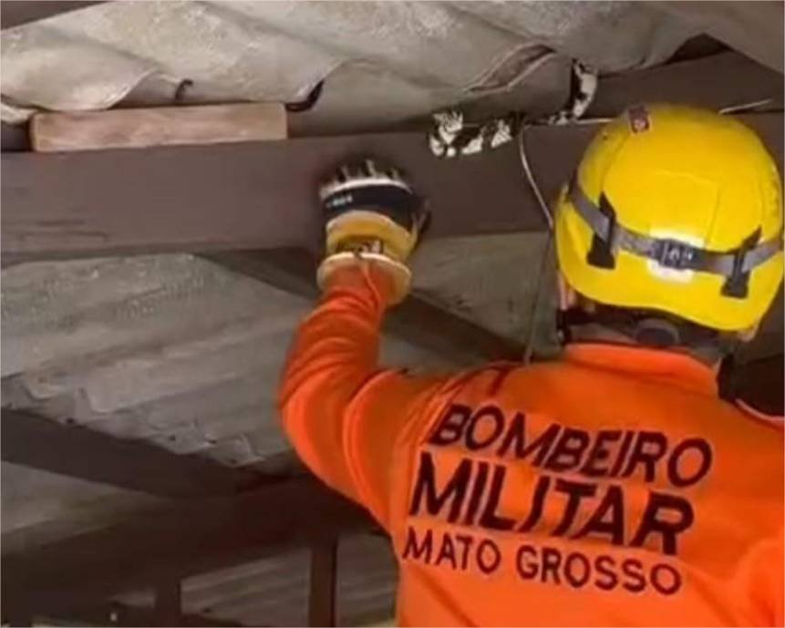 Bombeiros capturam cobra de 2,5 metros em telhado de residência