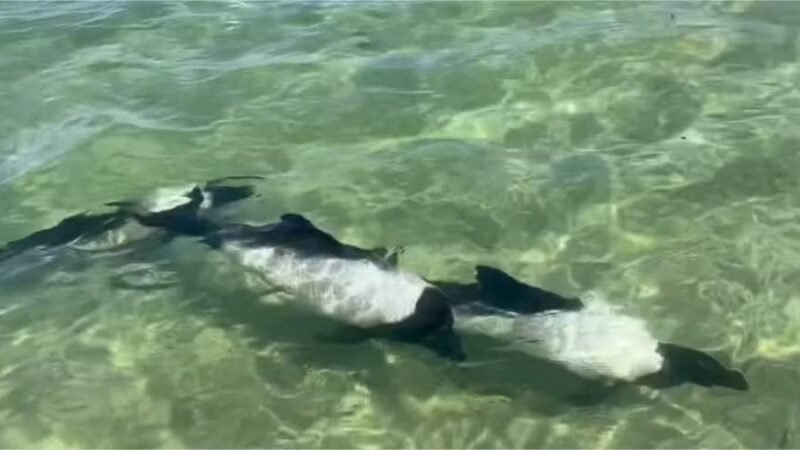 Vídeo raro flagra “golfinhos panda” brincando na água; assista