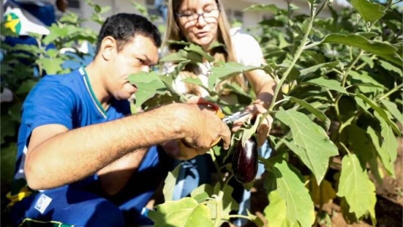 Projeto Hortas Escolares será mantido em 2026 na rede estadual