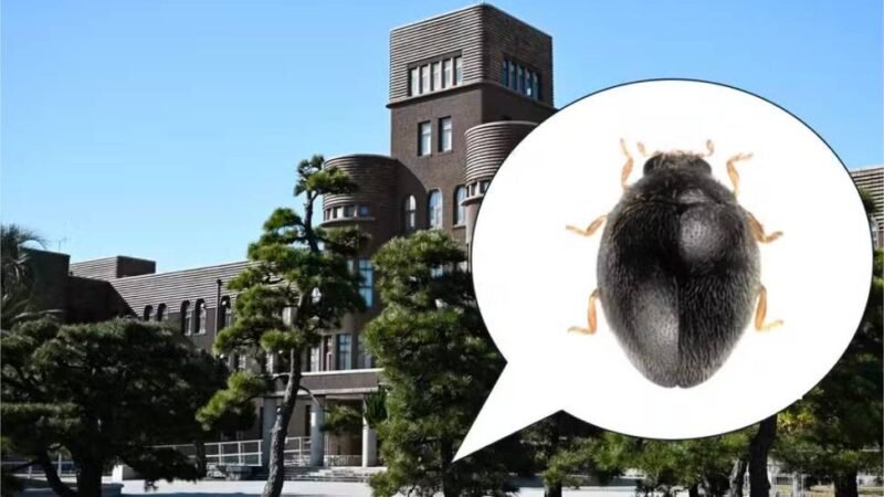 Espécie inédita de joaninha minúscula é encontrada em árvore de universidade