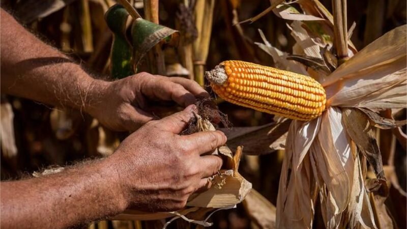 Egito sobe da 22ª para a 2ª posição entre os principais destinos das exportações de Mato Grosso em dois anos