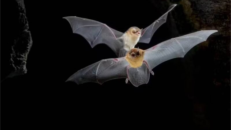 Primeiras “bat caves” descobertas no Cerrado guardam milhares de morcegos