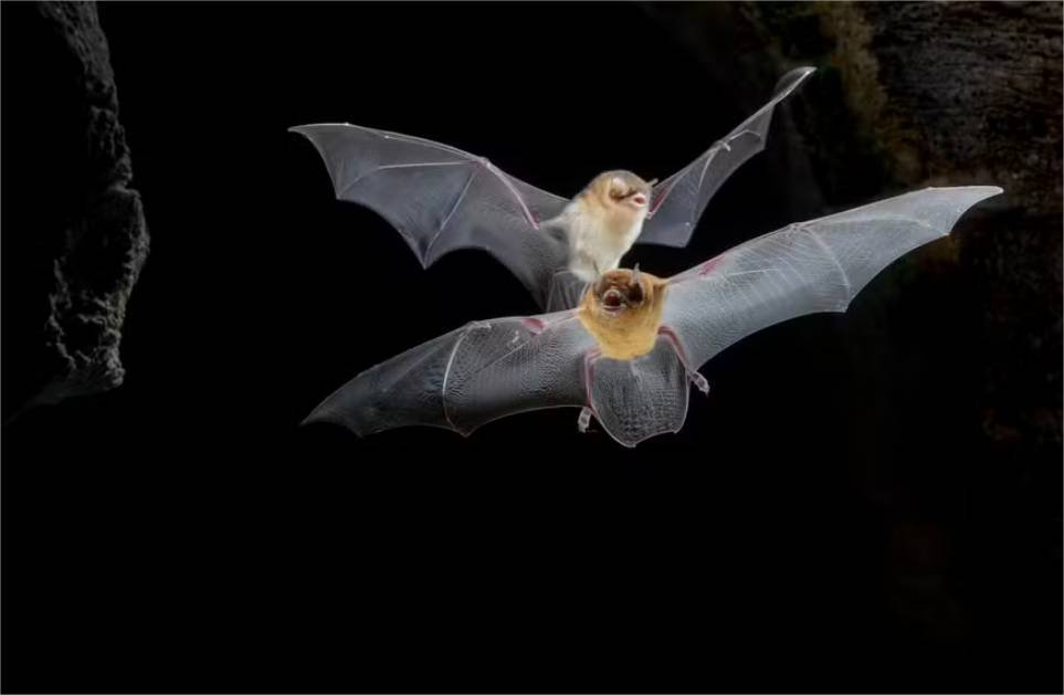 Primeiras “bat caves” descobertas no Cerrado guardam milhares de morcegos
