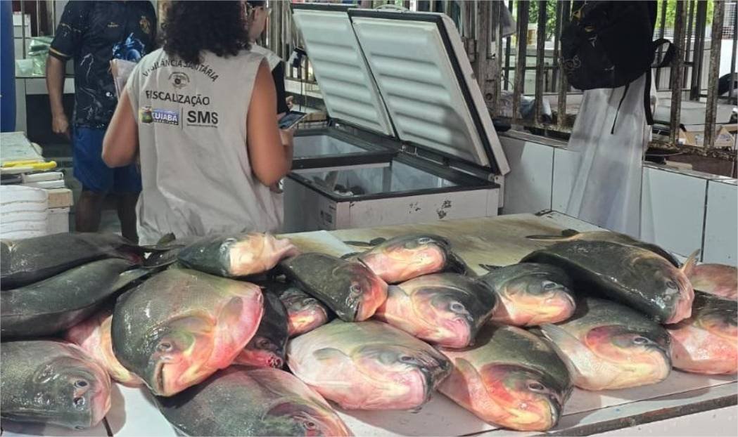 Operação conjunta apreende aproximadamente meia tonelada de pescado irregular em feira da Capital