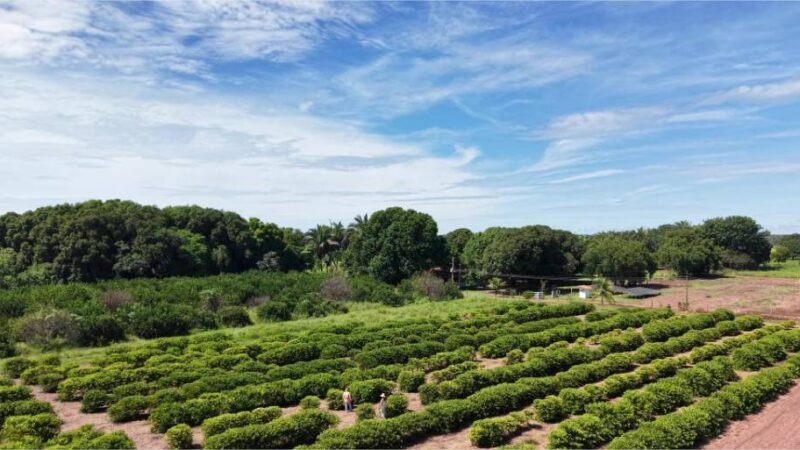 Assistência técnica fortalece produção de alimentos na Comunidade São Sebastião, em Santo Antônio de Leverger