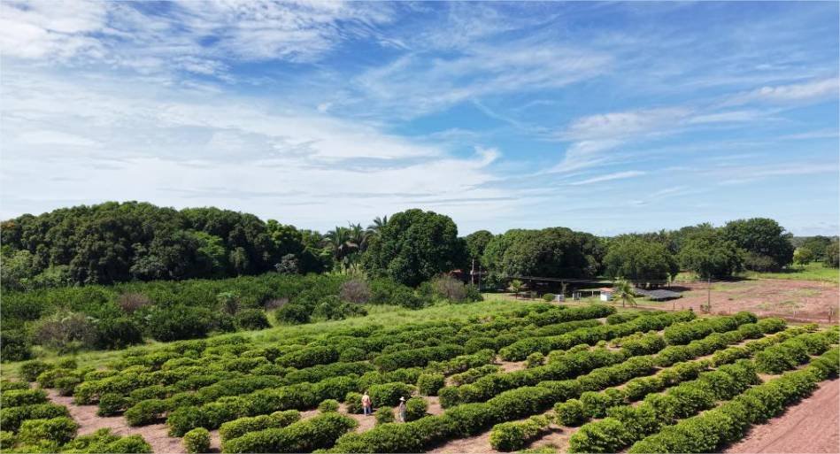 Assistência técnica fortalece produção de alimentos na Comunidade São Sebastião, em Santo Antônio de Leverger