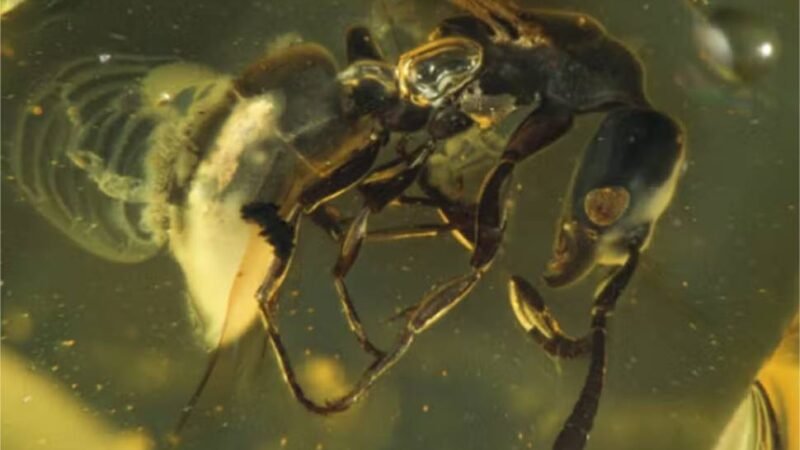 Espécie inédita de formiga com 16 milhões de anos estava presa em resina de árvore; fotos