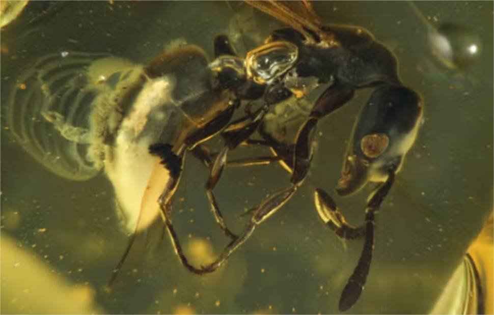 Espécie inédita de formiga com 16 milhões de anos estava presa em resina de árvore; fotos