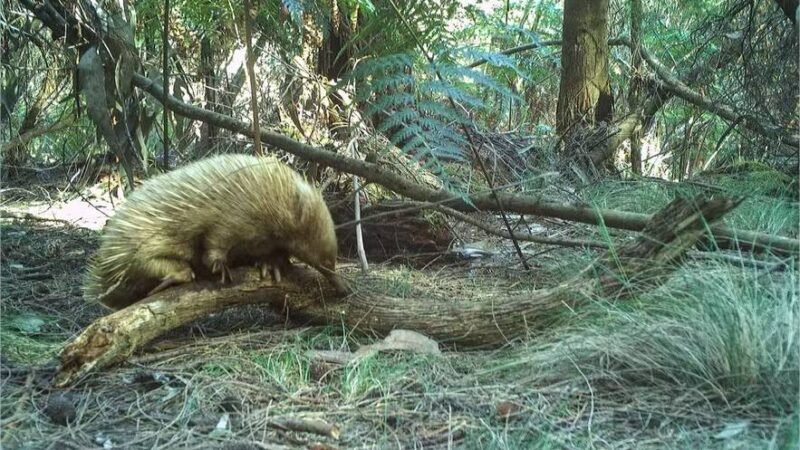 Raro mamífero “loiro” é flagrado em câmera de floresta remota