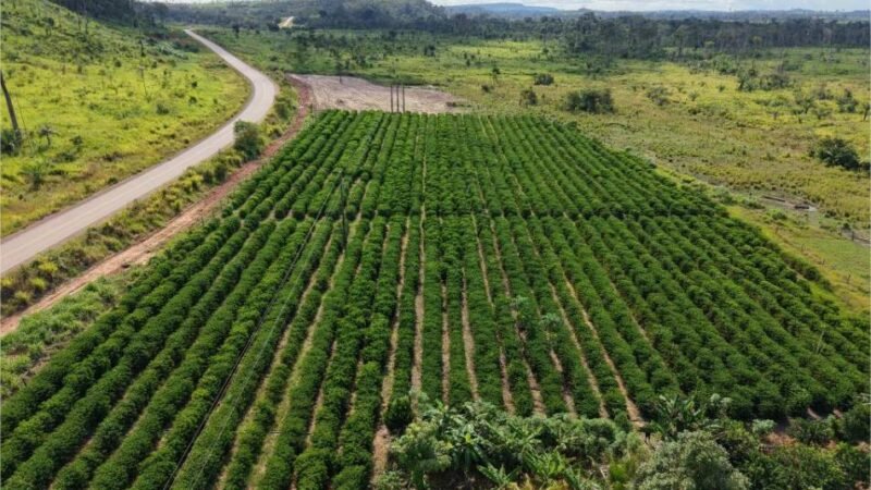 Rota do Café chega a Cotriguaçu e Juína com informações sobre o plantio para o crescimento da produção