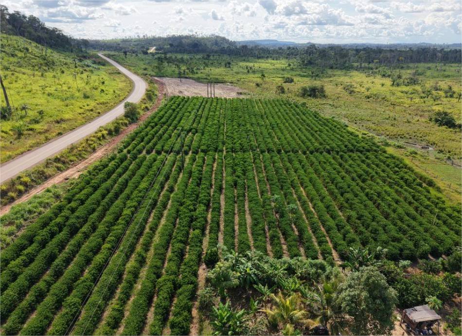 Rota do Café chega a Cotriguaçu e Juína com informações sobre o plantio para o crescimento da produção