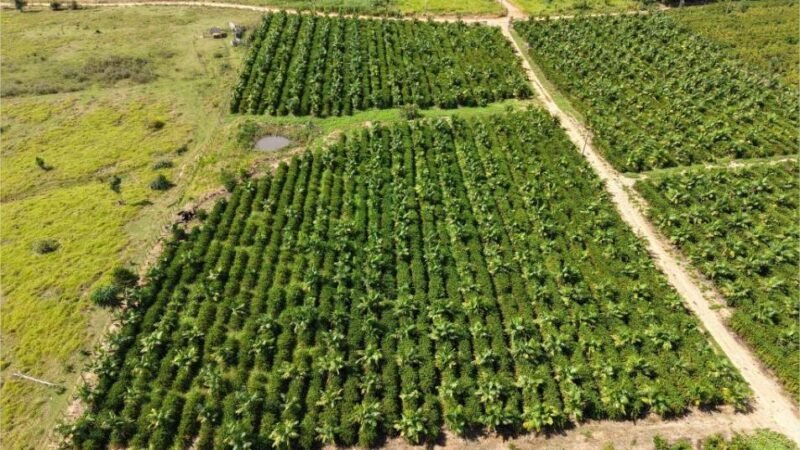 Expedição Rota do Café leva pesquisa e orientação técnica a produtores da capital do café em MT