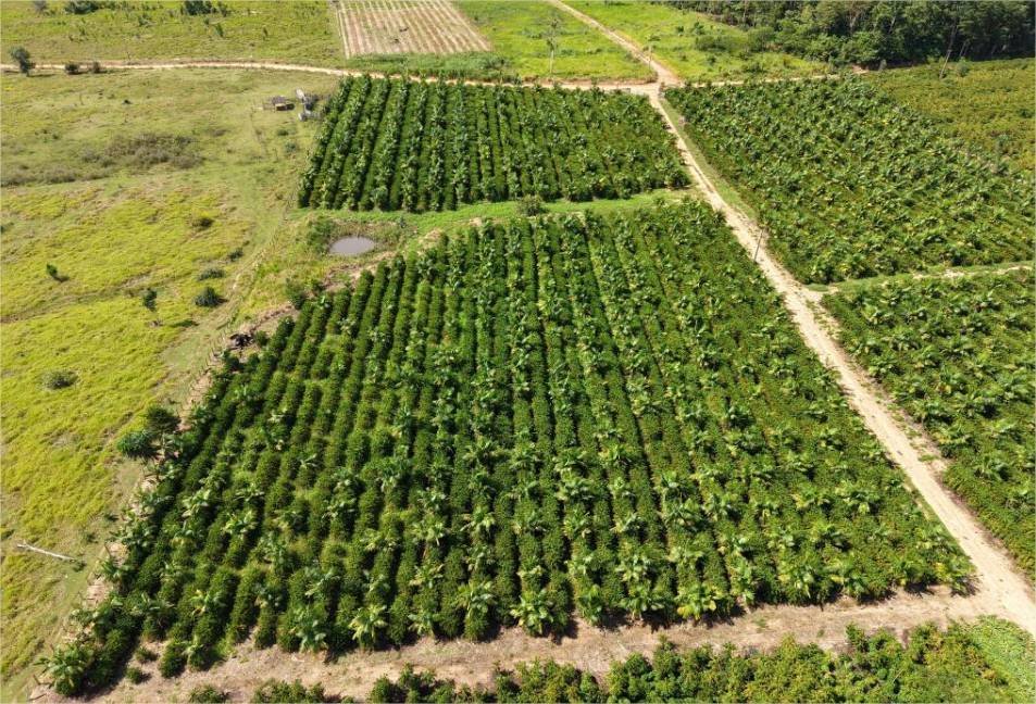 Expedição Rota do Café leva pesquisa e orientação técnica a produtores da capital do café em MT