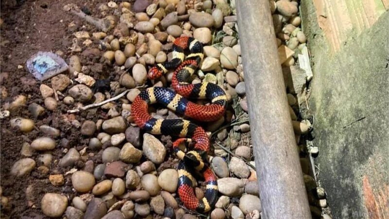 Corpo de Bombeiros resgata cobra coral em quintal de residência