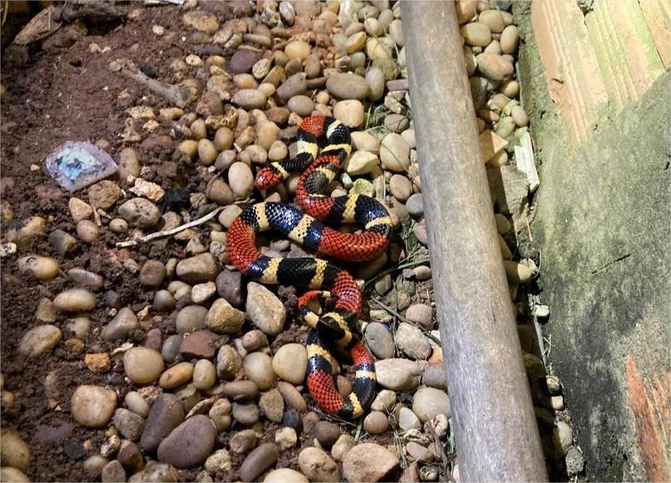 Corpo de Bombeiros resgata cobra coral em quintal de residência