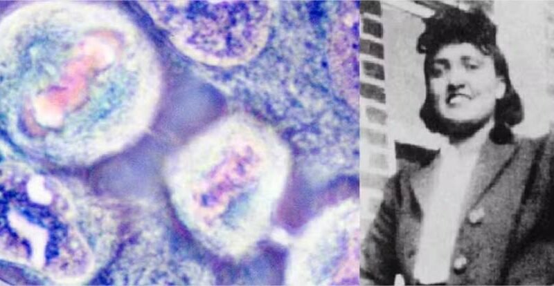 Mulher teve células imortalizadas sem consentimento nos anos 1950; caso tem novo desdobramento