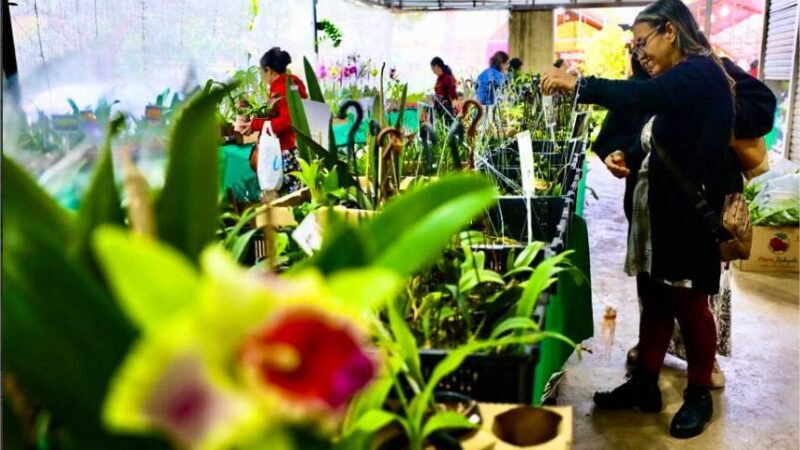 Com 60 expositores e flores a partir de R$ 10, Festival de Orquídeas começa nesta quinta em Cuiabá