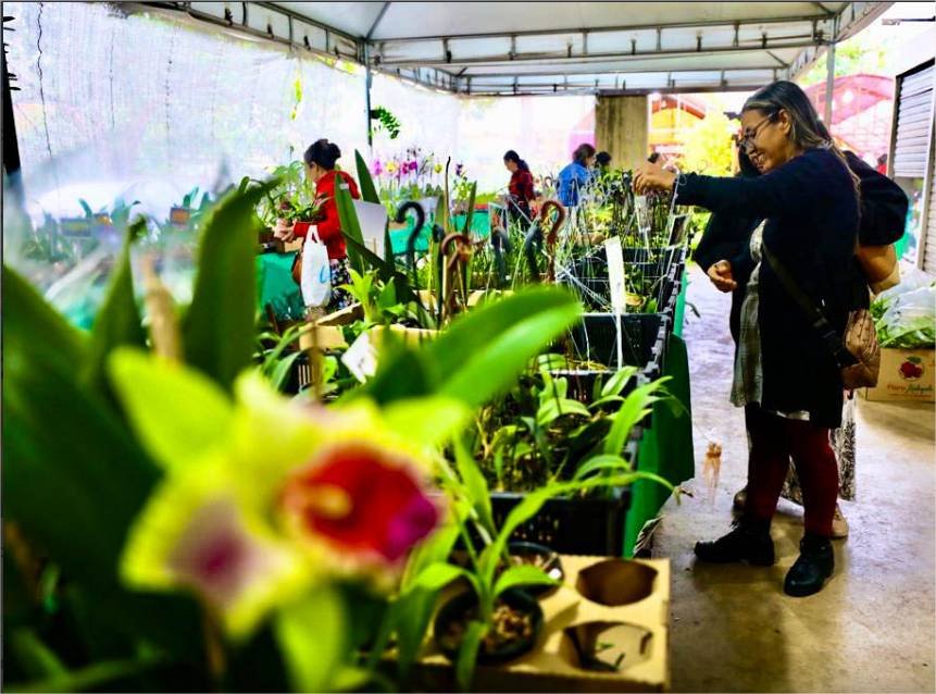 Com 60 expositores e flores a partir de R$ 10, Festival de Orquídeas começa nesta quinta em Cuiabá