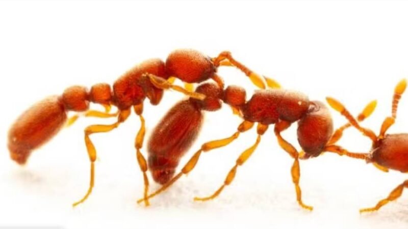 Como formigas diferenciam amigas de inimigas? Estudo investigou