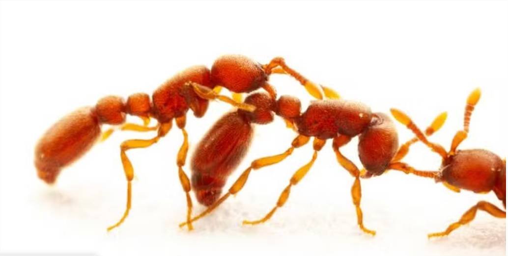 Como formigas diferenciam amigas de inimigas? Estudo investigou