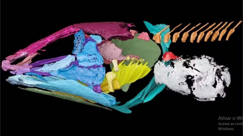 Como este peixe ancestral usava o pulmão para ouvir debaixo d’água