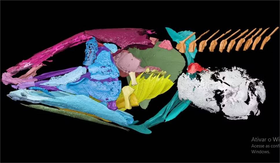 Como este peixe ancestral usava o pulmão para ouvir debaixo d’água