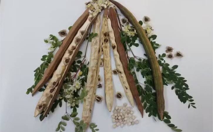 Semente de planta comum no Brasil mostra potencial para remoção de microplásticos da água