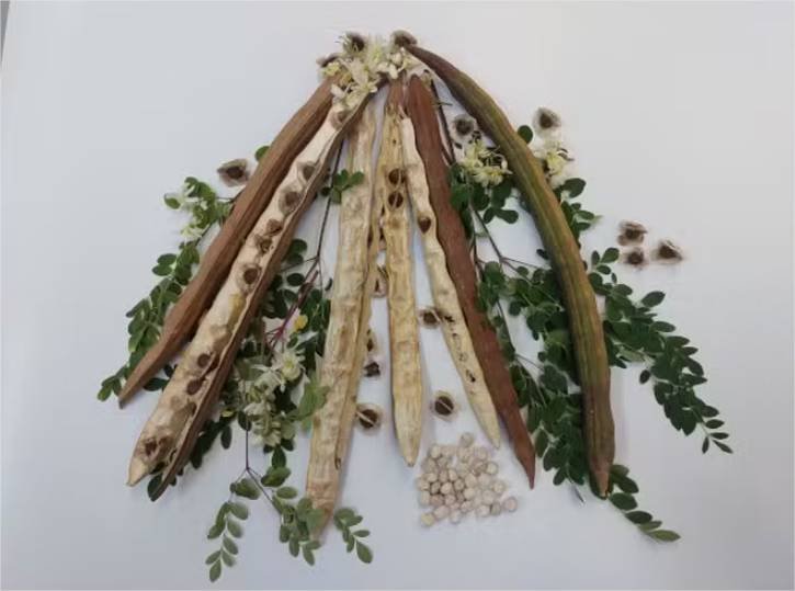 Semente de planta comum no Brasil mostra potencial para remoção de microplásticos da água