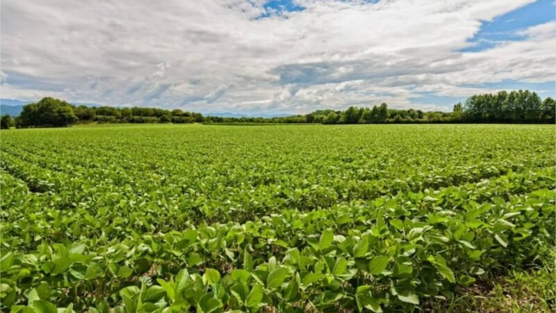 Justiça defere recuperação judicial de grupo rural com dívida milionária em Mato Grosso
