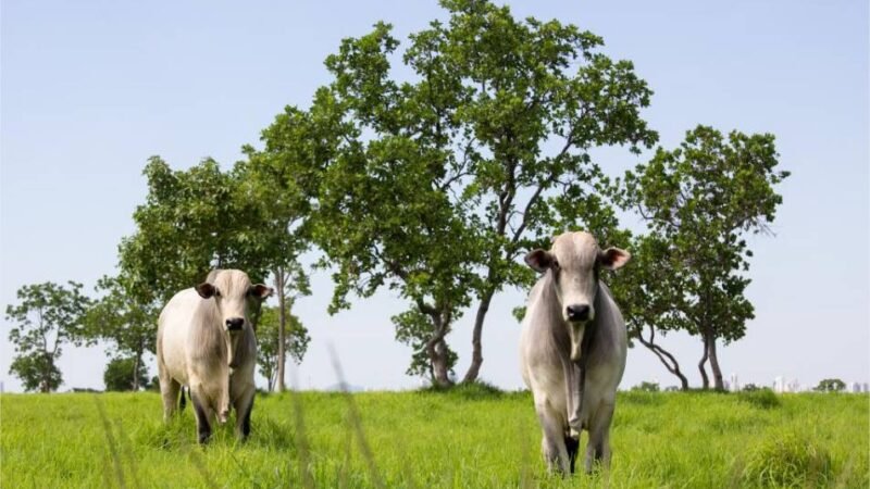 Mato Grosso lidera abate de bovinos no país e amplia participação nas exportações em 2025
