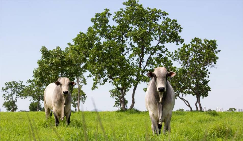 Mato Grosso lidera abate de bovinos no país e amplia participação nas exportações em 2025