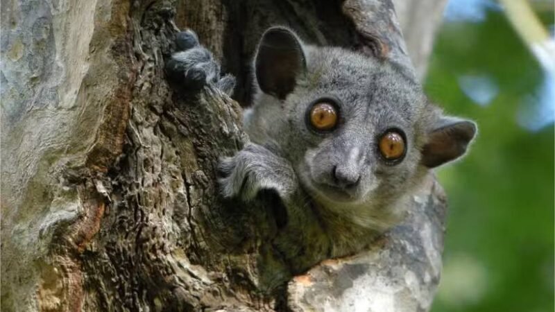 Fruta brasileira que alimenta lêmures ameaça as florestas de Madagascar