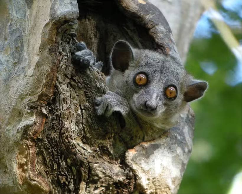 Fruta brasileira que alimenta lêmures ameaça as florestas de Madagascar