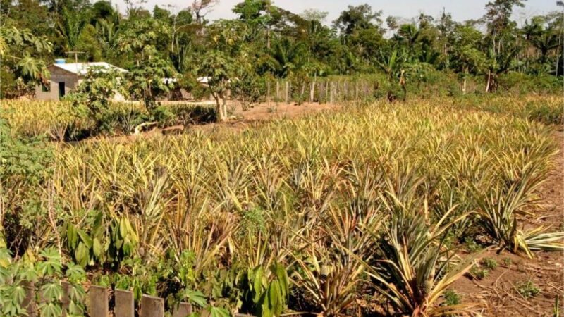 Sema promove reuniões para orientar pequenos produtores sobre regularização ambiental nos assentamentos