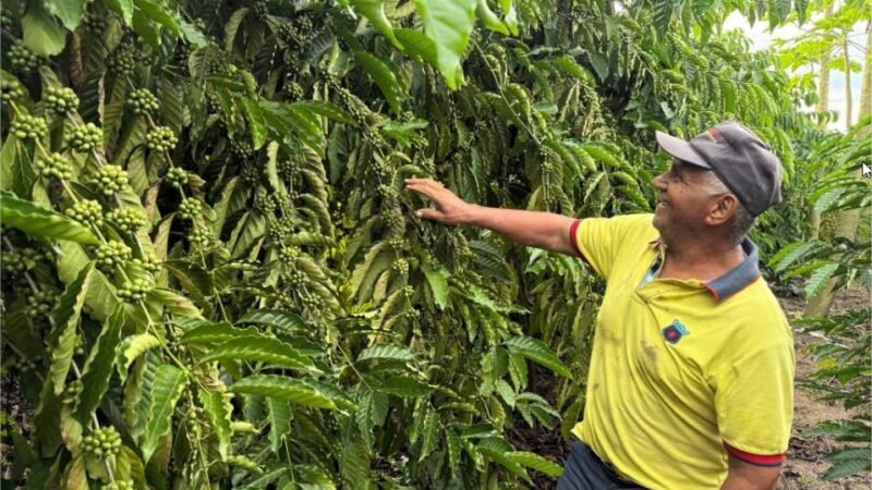 Café garante renda e recomeço para família de Castanheira