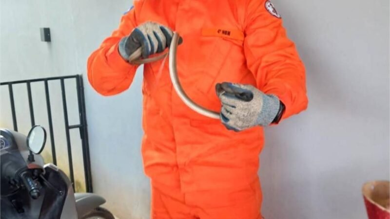 Corpo de Bombeiros resgata cobra cipó em residência de Guarantã do Norte