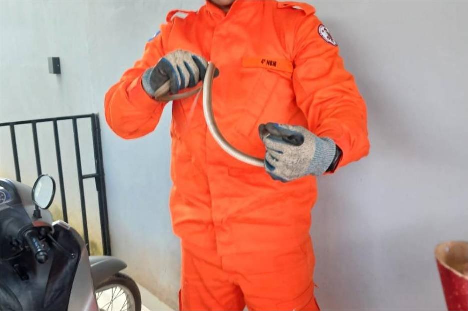 Corpo de Bombeiros resgata cobra cipó em residência de Guarantã do Norte