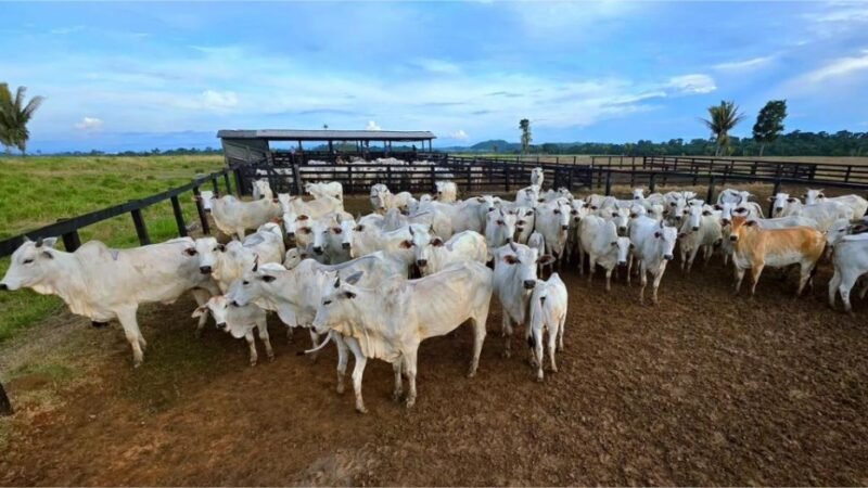 Campanha de atualização de estoque de rebanhos começa sexta-feira (1º) em MT