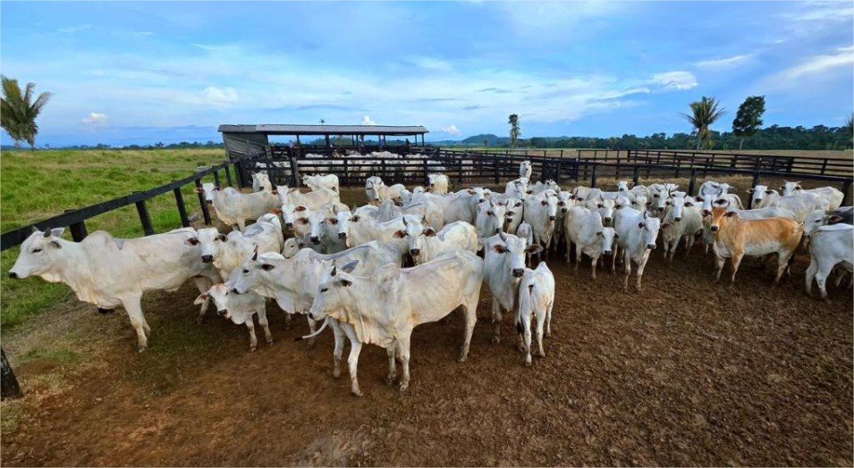 Campanha de atualização de estoque de rebanhos começa sexta-feira (1º) em MT