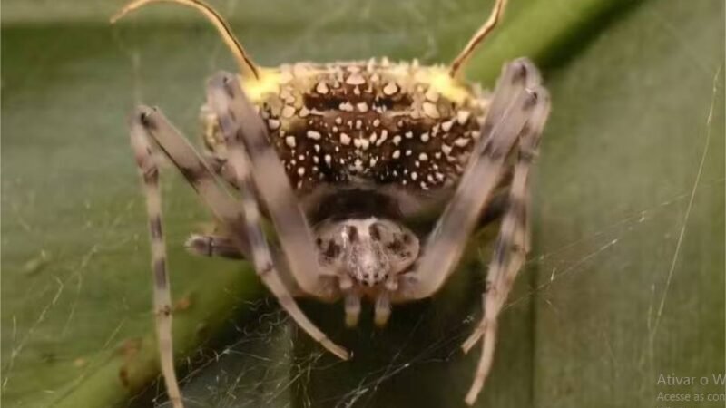 Aranha descoberta na Amazônia imita fungo parasita para afastar predadores