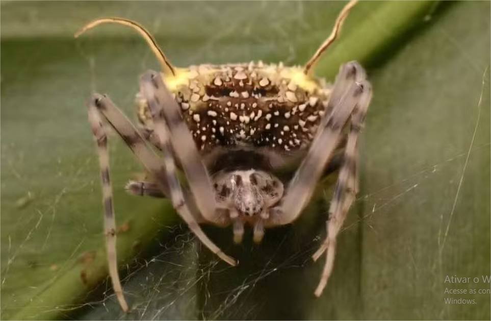 Aranha descoberta na Amazônia imita fungo parasita para afastar predadores